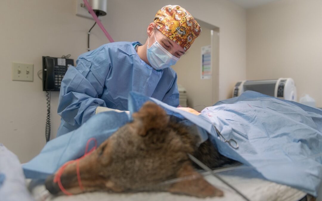 Space use and fate of a three-legged coyote – a case study