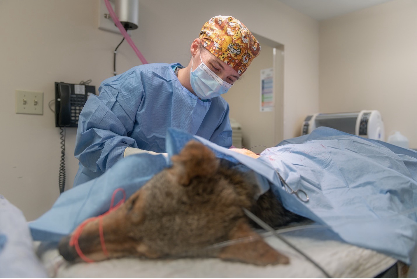 Hinton-24002-Abstract-Photo A veterinarian in surgical gowning leans over a coyote covered with a surgical drape and performs an amputation surgery on the coyote.